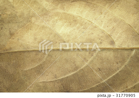 Dried leaf Dried leaf 31770905
