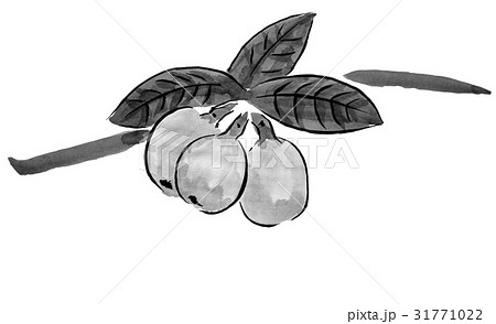 びわ 水墨画のくだもの のイラスト素材 31771022 Pixta