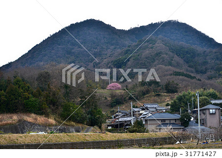 河津桜2（香川県三豊市三野町吉津） 31771427