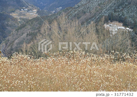 三椏の花咲く山村1(徳島県三好市山城町) 三椏の花咲く山村1(徳島県三好市山城町) 31771432