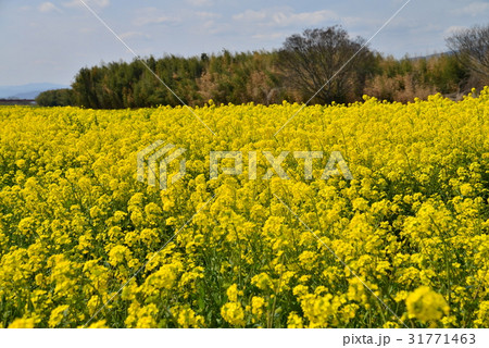 菜の花畑2 徳島県藍住吉野川河川敷 の写真素材