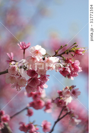 桜 さくら サクラ 31771504