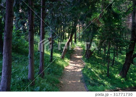 船橋市、金杉緑地、遊歩道 船橋市、金杉緑地、遊歩道 31771730