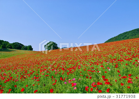 高原の赤いポピー畑と晴れ空　天空のホピー d-1 31771938