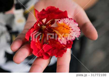 Royal Poinciana or Flam-boyan flower 31772100