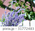 Lavender 01 31772483
