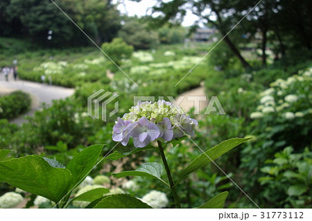 荻窪公園のアジサイ 31773112