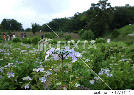 荻窪公園のアジサイ 31773114
