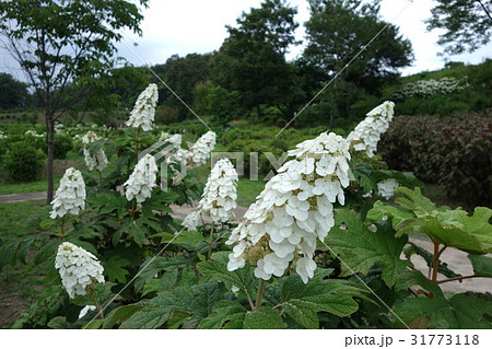荻窪公園のアジサイ 31773118