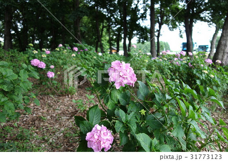 荻窪公園のアジサイ 31773123