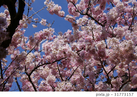 椿寒桜 花言葉は 優れた美人 の写真素材