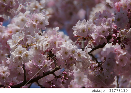 椿寒桜 花言葉は 優れた美人 の写真素材