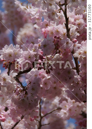 椿寒桜 花言葉は 優れた美人 の写真素材