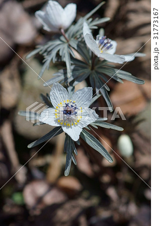 節分草 セツブンソウ 花言葉は デリケート の写真素材