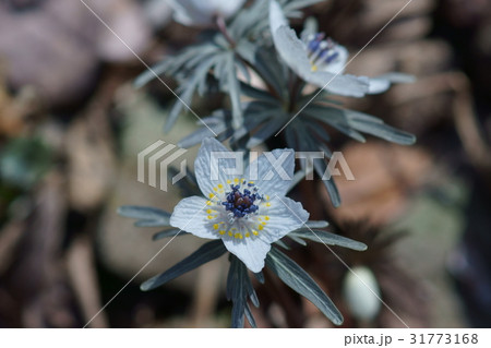 節分草 セツブンソウ 花言葉は デリケート の写真素材 節分草 セツブンソウ 花言葉は デリケート の写真素材