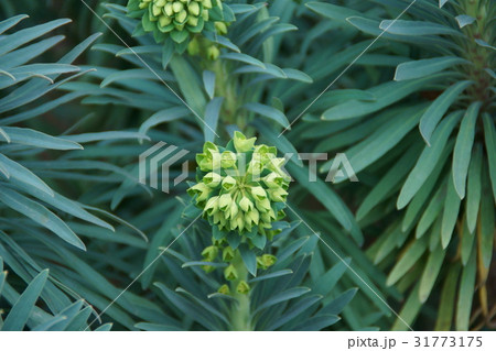 ユーフォルビア カラキアス ウルフェニー 花言葉は 誠意 の写真素材