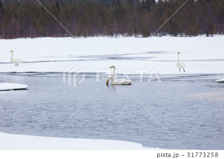 Swans on partially frozen lake 31773258