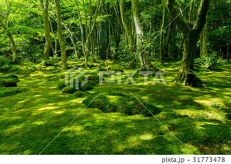 祇王寺の苔生す庭園 31773478