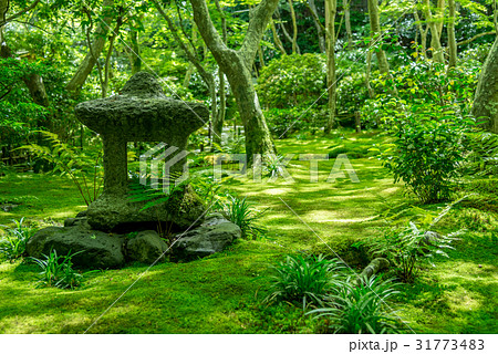 祇王寺の庭園の石灯籠 31773483