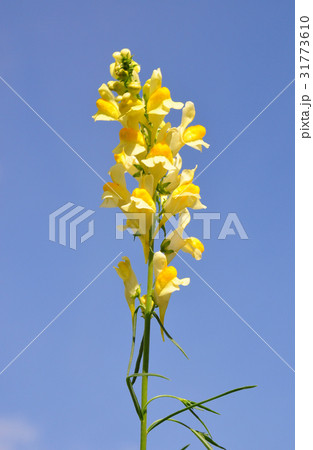 Common toadflax (Linaria vulgaris) 31773610