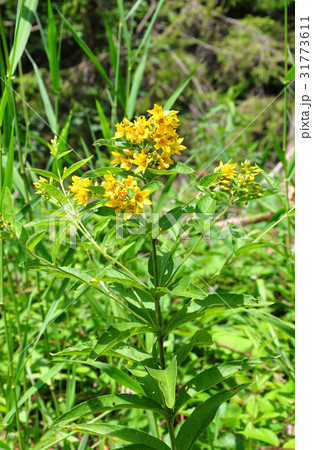Yellow loosestrife (Lysimachia vulgaris) Yellow loosestrife (Lysimachia vulgaris) 31773611