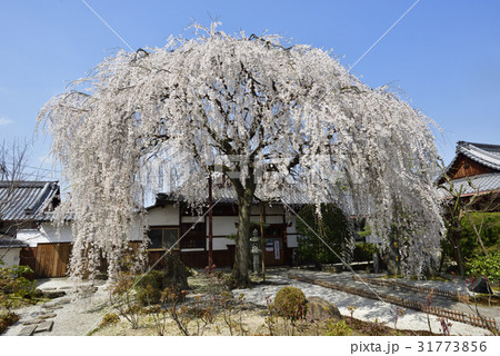 本満寺 枝垂れ糸桜 本満寺 枝垂れ糸桜 31773856