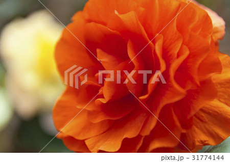 begonia 31774144