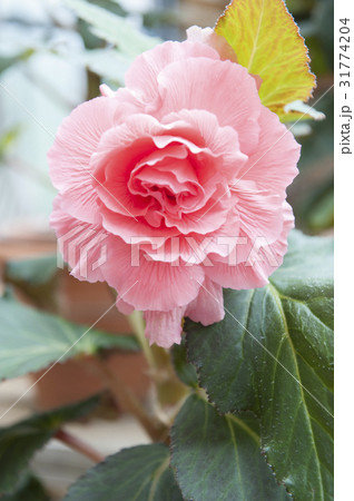 begonia 31774204
