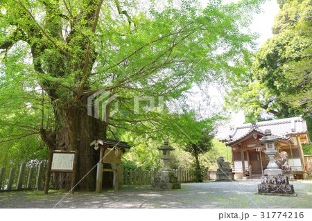 奈良 初瀬 素盞雄神社 奈良 初瀬 素盞雄神社 31774216