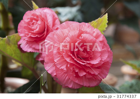 begonia begonia 31774337