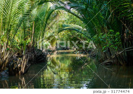Small canal in Mekong Delta. 31774474