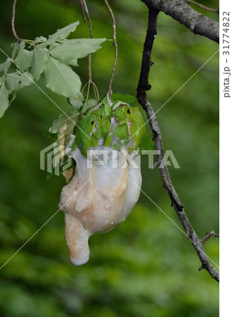 産卵中のモリアオガエル 31774822