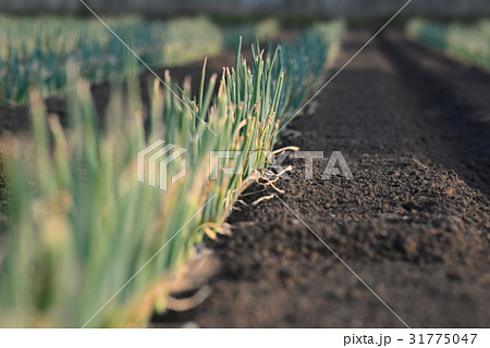 埼玉県深谷市 ねぎ畑 埼玉県深谷市 ねぎ畑 31775047