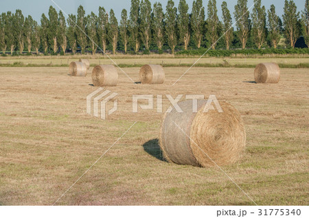 field with bales of hay after the harvest field with bales of hay after the harvest 31775340