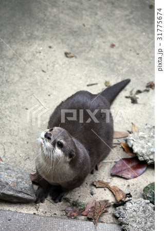 コツメカワウソ 31775674