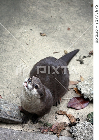 コツメカワウソ コツメカワウソ 31775675