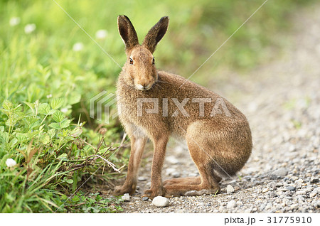 野生のウサギ 北海道 の写真素材