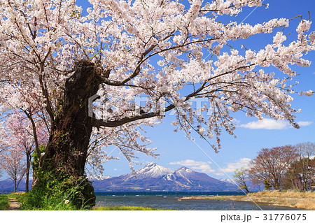 猪苗代湖の春 猪苗代湖の春 31776075