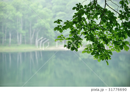 湖畔の風景(北海道・豊似湖) 湖畔の風景(北海道・豊似湖) 31776690