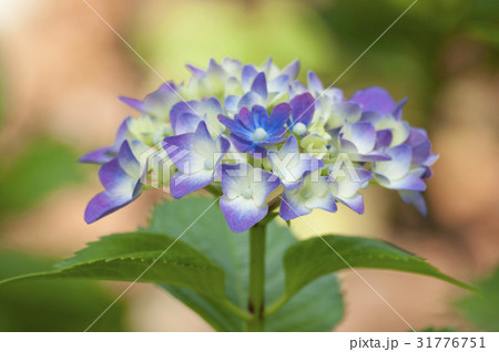 紫陽花 アジサイ 31776751