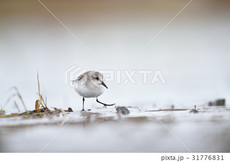 干潟のトウネン 干潟のトウネン 31776831