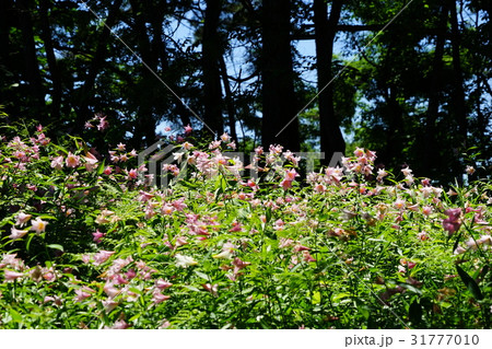 6月花　ヒメサユリ・ユリ科01大山自然公園 31777010