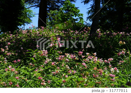 6月花 ヒメサユリ・ユリ科02大山自然公園 6月花 ヒメサユリ・ユリ科02大山自然公園 31777011