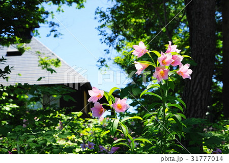 6月花 ヒメサユリ・ユリ科05大山自然公園 6月花 ヒメサユリ・ユリ科05大山自然公園 31777014