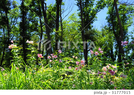 6月花 ヒメサユリ・ユリ科06大山自然公園 6月花 ヒメサユリ・ユリ科06大山自然公園 31777015