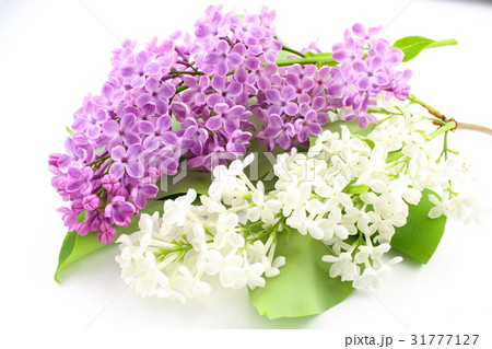 common lilac (Syringa vulgaris) with flowers common lilac (Syringa vulgaris) with flowers 31777127