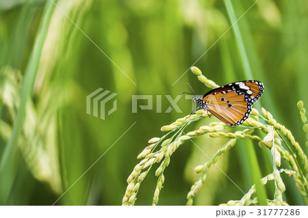 葉 リーフ 葉っぱ 31777286