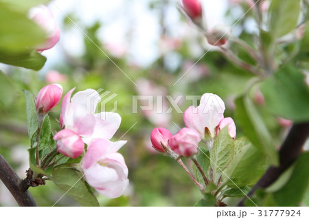 spring shoot of pink flower of apple tree spring shoot of pink flower of apple tree 31777924