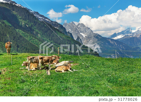 Cows on green grass in the Alps 31778026