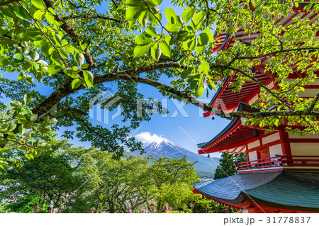 《山梨県》新緑の新倉山浅間公園《初夏》 《山梨県》新緑の新倉山浅間公園《初夏》 31778837
